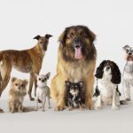 Types Of dogs By breeds