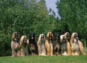 Hound Group Of dogs 